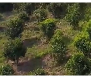 如今的茶园在种植和管理方面，又有哪些创新的技术和方法呢？