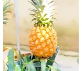 菠萝种植新玩法！编织袋+土豆，快来体验家庭农场乐趣！