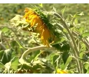 碱性土壤适合种植什么？很多人还不知道，看看做对了吗？