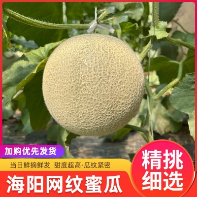 海阳网纹瓜现摘冰淇淋口感哈密瓜应季水果一件代发新鲜水果批发