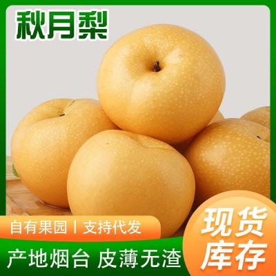 山东秋月梨莱阳梨果农新鲜采摘丰水梨南水梨水果烟台秋月梨代发