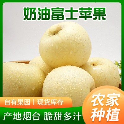 山东烟台苹果批发苹果新鲜当季采冰糖心脆甜多汁黄金奶油富士苹果