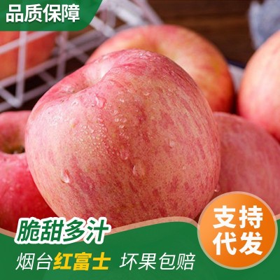 烟台苹果红富士水晶富士栖霞苹果产地直发新鲜当季大果苹果礼盒装图2