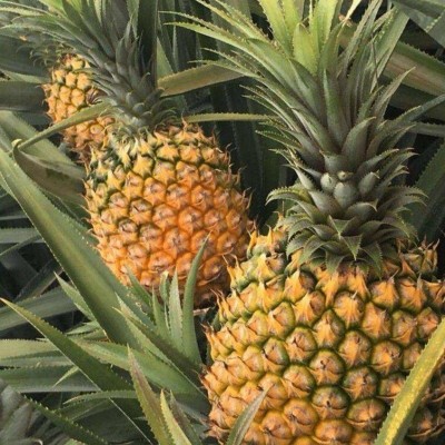 海南金钻凤梨牛奶凤梨5斤新鲜应当季水果包邮凤梨一件代发图4