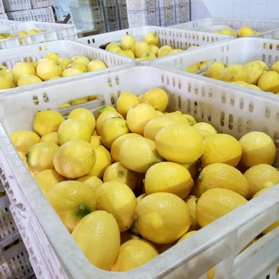 批发安岳黄柠檬 中大果1斤3-4个 一级果新鲜汁多 尤力克5 斤起卖图2