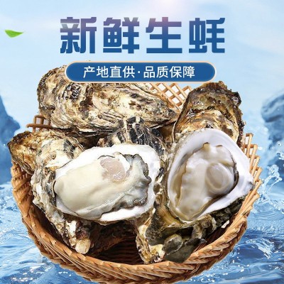 批发生蚝海鲜大个海蛎子带壳牡蛎肉新鲜水产非一整箱批发图2