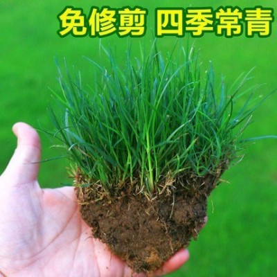 草坪种子草籽四季常青绿化狗牙根百慕大高羊茅黑麦草皮籽护坡固土图4