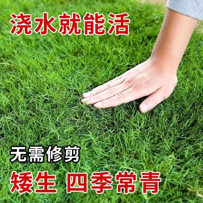 草坪种子草籽四季常青绿化狗牙根百慕大高羊茅黑麦草皮籽护坡固土图1