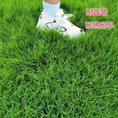 草坪种子草籽四季常青绿化狗牙根百慕大高羊茅黑麦草皮籽护坡固土图5