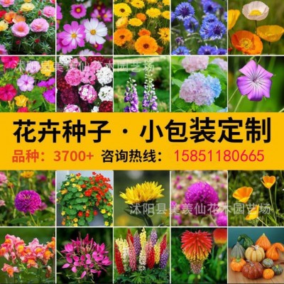 家用种子小包装组合代发四季通用易种家庭园艺花种子厂家阳台花籽图1