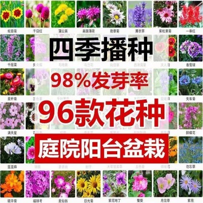 家用种子小包装组合代发四季通用易种家庭园艺花种子厂家阳台花籽图2