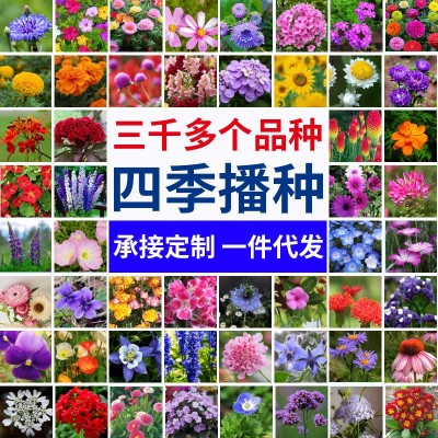 家用种子小包装组合代发四季通用易种家庭园艺花种子厂家阳台花籽图1