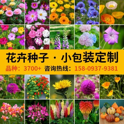 家用种子小包装组合代发四季通用易种家庭园艺花种子厂家阳台花籽图3