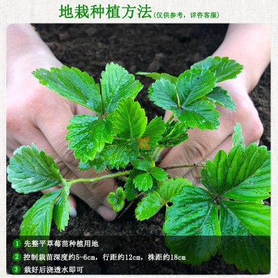 批发草莓种子阳台室内盆栽四季易种奶油草莓种子可食用口感 好种植图4
