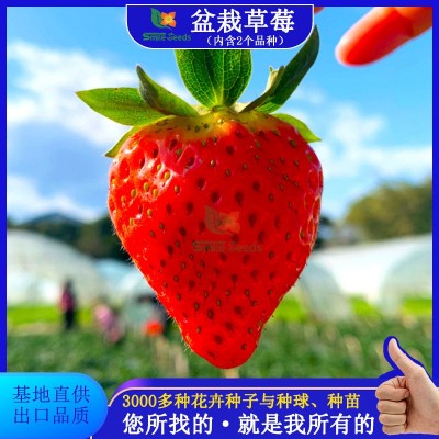批发草莓种子阳台室内盆栽四季易种奶油草莓种子可食用口感 好种植图1