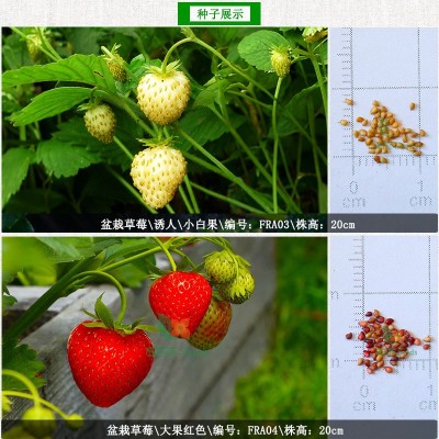 批发草莓种子阳台室内盆栽四季易种奶油草莓种子可食用口感 好种植图2