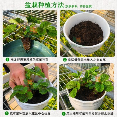 批发草莓种子阳台室内盆栽四季易种奶油草莓种子可食用口感 好种植图3