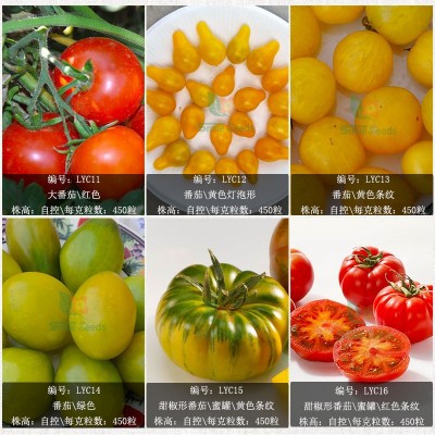 番茄种子红圣果樱桃小西红柿蔬菜种子盆栽菜园四季花圃番茄种籽图5