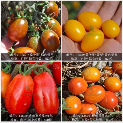 番茄种子红圣果樱桃小西红柿蔬菜种子盆栽菜园四季花圃番茄种籽图2