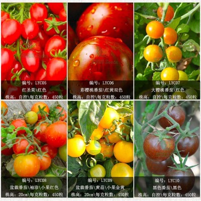 番茄种子红圣果樱桃小西红柿蔬菜种子盆栽菜园四季花圃番茄种籽图4