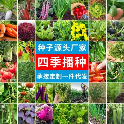 批发蔬菜种子各种菜园花籽椰菜茼蒿水果黄瓜萝卜冬瓜苦菊生 菜种子图3