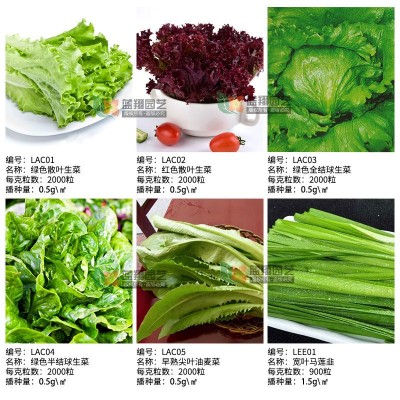 批发蔬菜种子各种菜园花籽椰菜茼蒿水果黄瓜萝卜冬瓜苦菊生 菜种子图1