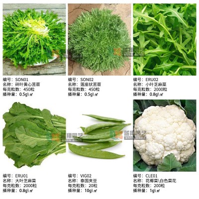 批发蔬菜种子各种菜园花籽椰菜茼蒿水果黄瓜萝卜冬瓜苦菊生 菜种子图2