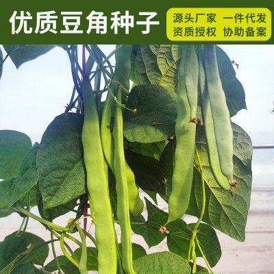 批发豆角种子大全 豇豆种子 芸豆油豆无架豆毛豆无筋豆种子四季豆图5