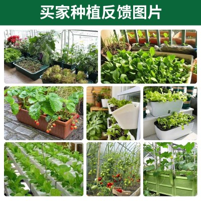 四季蔬菜种子 盆栽阳台庭院草莓番茄青菜萝卜生菜小葱菠菜籽大全图4