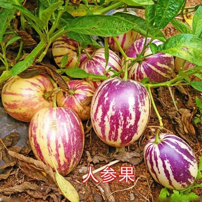 正品原装人参果种子 人生果果树水果种子种籽孑 苗阳台果苗盆栽秧图5