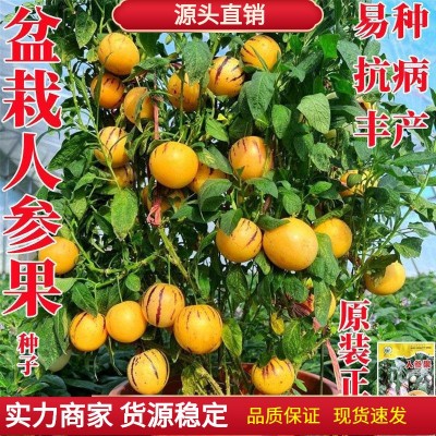 正品原装人参果种子 人生果果树水果种子种籽孑 苗阳台果苗盆栽秧图1