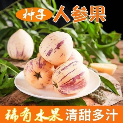 正品原装人参果种子 人生果果树水果种子种籽孑 苗阳台果苗盆栽秧图4