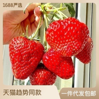 奶油草莓种籽子四季播种结果丹东牛奶水果盆栽室内外阳台植物种子图3