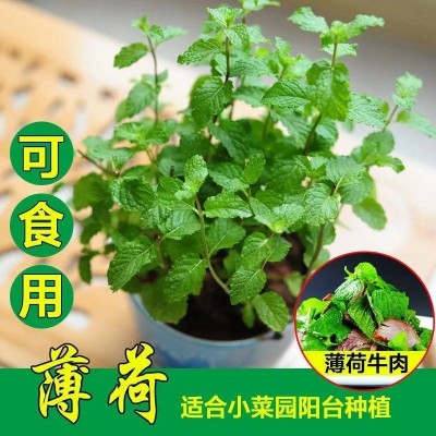 食用薄荷种籽四季种植易活种孑室内驱蚊小盆栽猫薄荷种子花种籽子图2