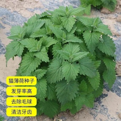 食用薄荷种籽四季种植易活种孑室内驱蚊小盆栽猫薄荷种子花种籽子图4