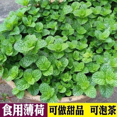 食用薄荷种籽四季种植易活种孑室内驱蚊小盆栽猫薄荷种子花种籽子图5
