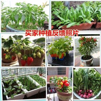 蔬菜种子香菜籽四季阳台盆栽生菜番茄萝卜上海青菠菜种籽孑 子大全图4