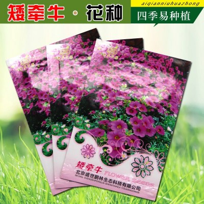 批发彩包矮牵牛种子供应各种草种菜种家庭园艺四季易种盆栽花种图3