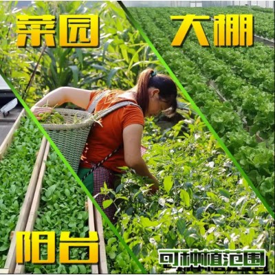 厂家批春季农家菜园种植 菜种子彩袋装地摊黄瓜水果蔬菜种子大全图5