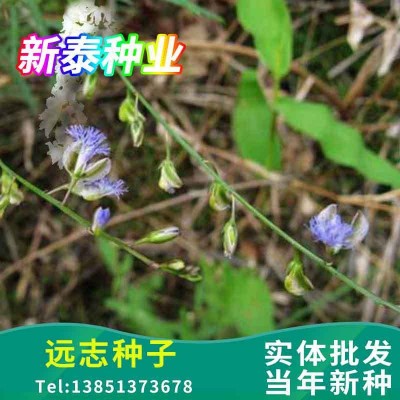 远志种子远志籽包发芽率种植简单