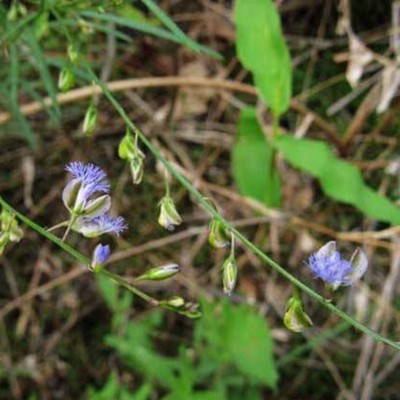 远志种子远志籽包发芽率种植简单图5