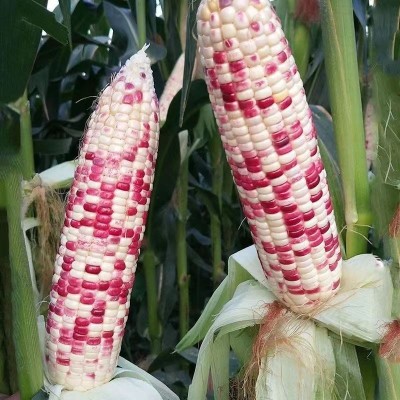 彩甜糯玉米种子密花甜糯12号国审鲜食大棒花玉米种籽春秋季苞米种图5