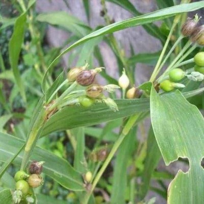 草珠子种子优质批发草珠子植物花草花卉种籽中药材图3