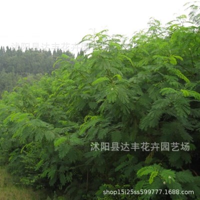 批发山毛豆种子白灰毛豆短萼灰叶种子经济作物牧草饲料绿肥植物图5