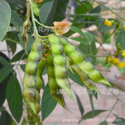 批发山毛豆种子白灰毛豆短萼灰叶种子经济作物牧草饲料绿肥植物图4
