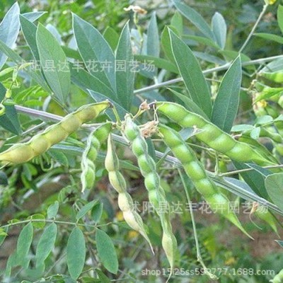 批发山毛豆种子白灰毛豆短萼灰叶种子经济作物牧草饲料绿肥植物图2