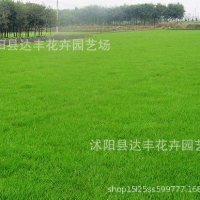 批发剪股颖种子草坪草籽草皮种护坡匍匐型细弱型草坪发芽率高