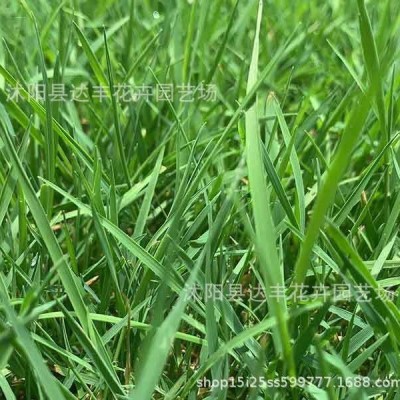 批发剪股颖种子草坪草籽草皮种护坡匍匐型细弱型草坪发芽率高图2