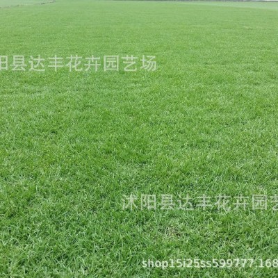 批发剪股颖种子草坪草籽草皮种护坡匍匐型细弱型草坪发芽率高图5