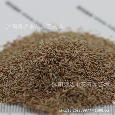 批发剪股颖种子草坪草籽草皮种护坡匍匐型细弱型草坪发芽率高图4
